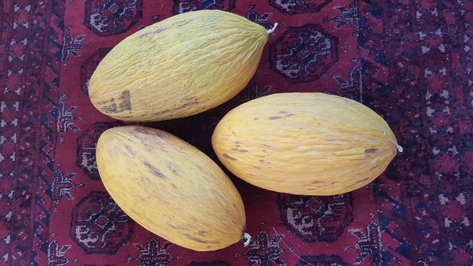 این خربزه ها یکی از محصولات ناب و بومی مناطق ترکستان سمت شمال افغانستان است. به نام خربزه ارکانی مشهور است. پوست دبل و ضخیمی دارد. بعد از اینکه از بوته کنده شد بهتر است چند ماهی آنرا نگهداری کرد و بعد نوش جان کرد. در این مدت پوست خربزه نازک و به گوشت آن افزوده میشود و شیرینی آن هم گلو سوز و شربت میگردد. مزه و طعم و بافت خاص خودش را دارد و حتی میتوان آنرا قاش قاش کرد و در آفتاب غیر مستقیم به دور از گرد و خاک خشک کرد. و از خشک شده آن در زمستانها به عنوان قند در کنار چای کار گرفت. مارکوپولو در سفرنامه مشهور خود از این خربزه ها که در منطقه ترکستان پرورش می یابند نام برده است و گفته :"در منطقه ای رسیدیم که ترکستان میخواندند. کنار رود آمو . در این منطقه خربزه هایی خوردیم که در دیگر نقاط دنیا ندیده بودم. خربزه هایی که از عسل شیرین تر بودند. حتی آنها را خشک میکردند." نکته جالب اینجا است که در کشورهای آسیای شرقی مثل ژاپن و کره و مالزی اگر بخواهند مهمان خود را قدر بدهند و یا برای کدام عژیژی! تحفه در خور توجه بدهند، آن تحفه خربزه است. باور نمیکنید از دوستان تان که در این بلاد تشریف دارند پرسان کنید. از دیگر خربزه های مشهور افغانستان میتوان به اله پچاق، بور کله سی ،سوز مغز، اسقلان و چند تای دیگر هم هست که از دوستان و قومای سمت شمال میخواهم اگر نام تمام انواع خربزه های منطقه خود را بلدند در کامنت نوشته کنند.
