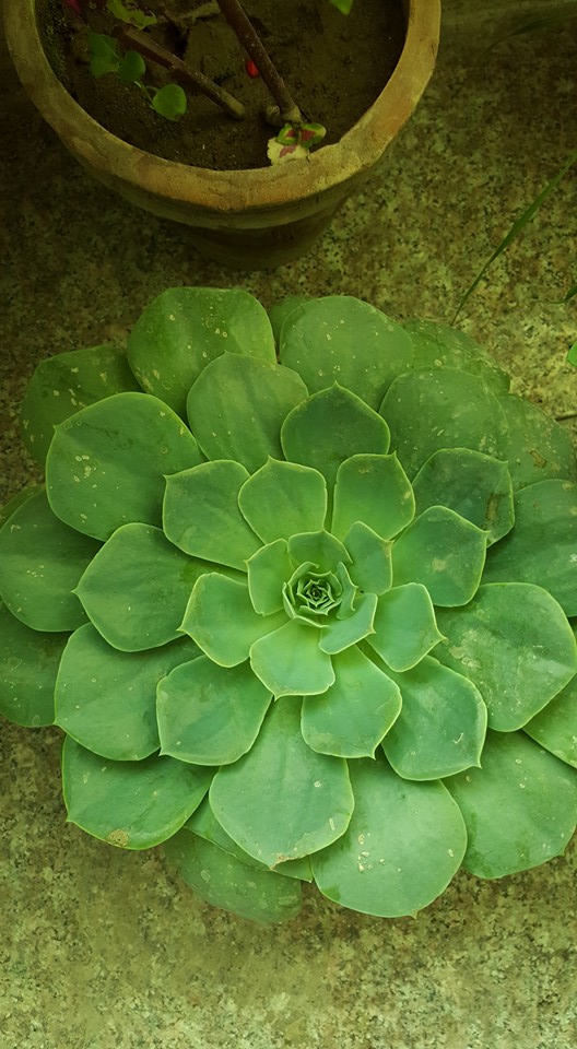 این گل اشوریا - ساق عروس (Echeveria ) است. گمی که هوا سرد تر شود لبه های برگها سرخ رنگ میشود.