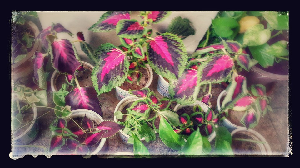 Coleus =گلبرگ=حسن یوسف قلمه های حسن یوسف. با اینها جمعه ها را سر میکنم.