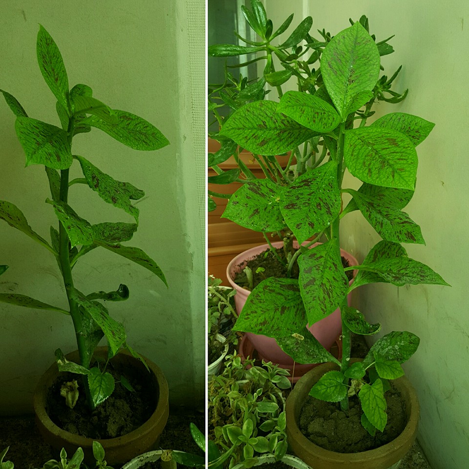 Blessed are the plants that love light... خوشا به حال گیاهان که عاشق نورند و دست منبسط نور روی شانه ی آنهاست... در این تصویر که هم از بغل و هم از روبرو مشاهده میکنید میبینید که برگ این فیکوس (ficus) به طرف کلکین برای استفاده حداکثر از نور خم شده است.