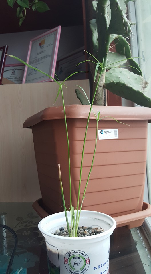 نخل مرداب کوچک ما. امیدوار شدم.