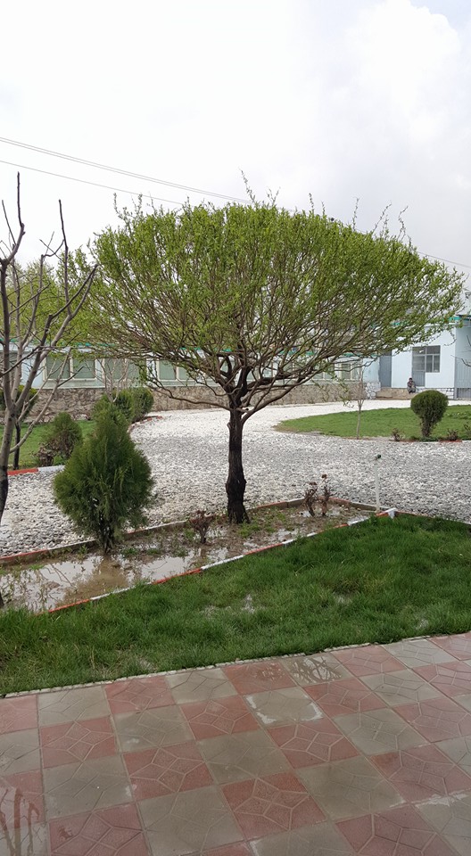 من درختم تو بهار ... I'm tree and you are spring...