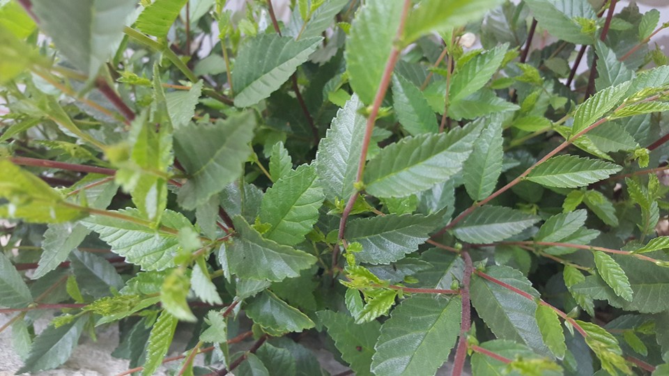دل میبرد ز دستم یاران دیار کابل ... Organic Nature of Kabul in Spring is very delicious!
