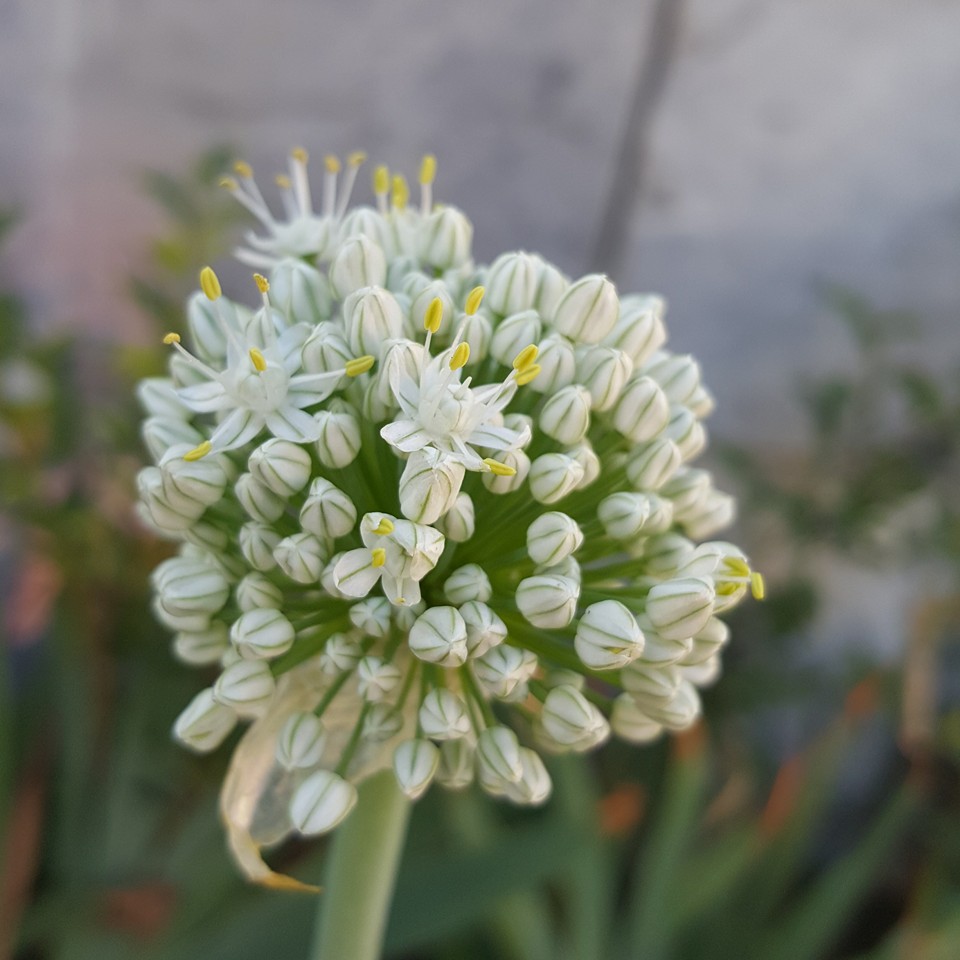 Onion Flower نازی، گل پیازی!