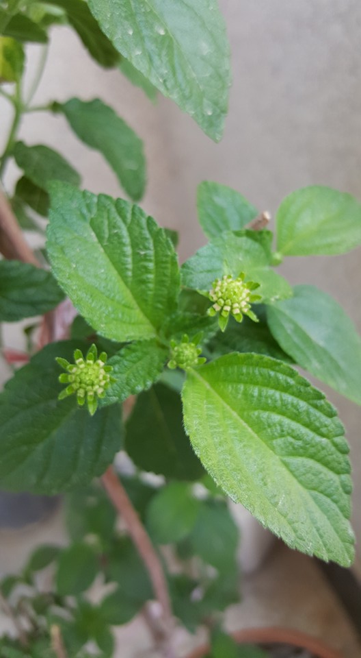 غنچه گل شاه پسند یا Lantana