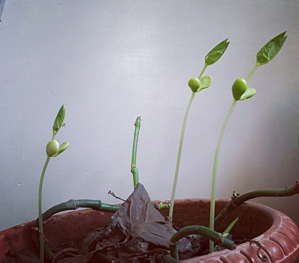 Phototropism in plants خوشا به حال گیاهان که عاشق نورند ..