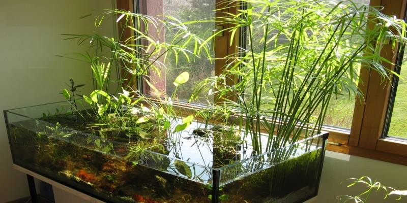 I want to create this in next 3 months. CYPERUS ALTERNIFOLIUS