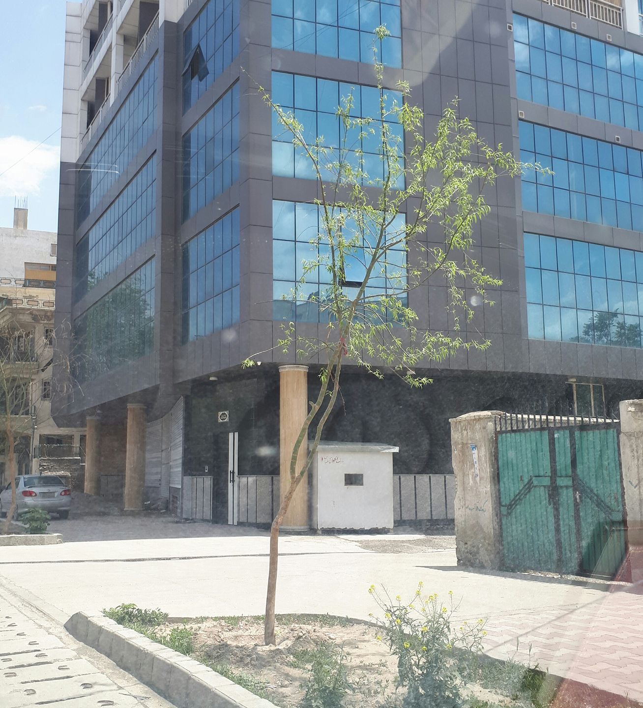 درختی که کاشتیم سبز شده است.