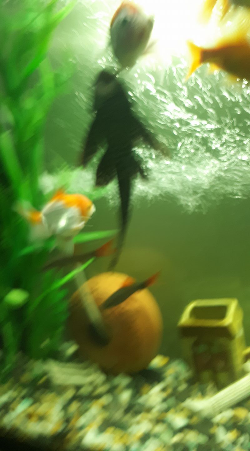 our aquarium