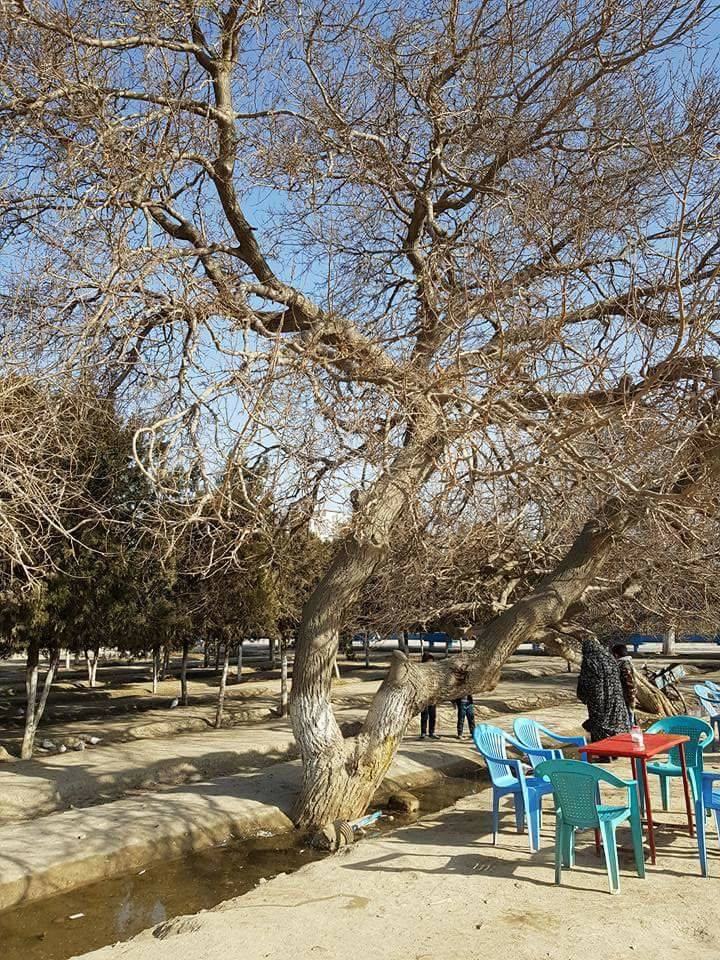 در این زمستان بسیار خبر مرگ شنیدم و به مراسم‌های تدفین رفتم. زمستانها فصل کوچ پدرکلانها و بی‌بی‌هاست. شبیه پرندگان مهاجر می‌روند یک جای دور و سوت و کور. فارغ از های و هوی و آن شراب مرد افکن را می نوشند و از دنیا و شر و شورش خود را بیغم می‌کنند. زمستانها انگار مُردن هم شبیه خارج رفتن مُد شده باشد. یک دفعه یک اپیدمی خاصی به وجود می‌آید و همه با هم و دسته جمعی می‌روند و ما را با تمام خاطرات و قصه‌هایشان مات و مبهوت و تنها می‌گذارند. همه کار دنیا خوب است، اما این قسمتش واقعا درد دارد. اینکه عزیزی یک دفعه و بدون آلارم بگذارد و برود. زمستان فصل کوچ است. کوچ پرستوهای عاشقی که تمام عمر و جوانی شان را به پای ما ریختند و پر سوخته و پر ریخته اینجا را یکبار برای همیشه ترک می‌کنند. من از زمستان می‌ترسم! زمستان فصل کوچ است.
