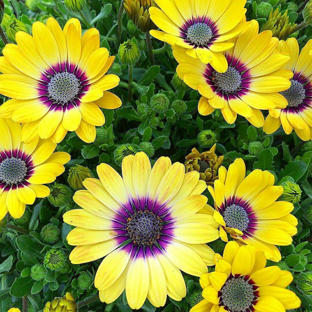 مرا به باده چه حاجت؟ که مست بوی تو باشم.