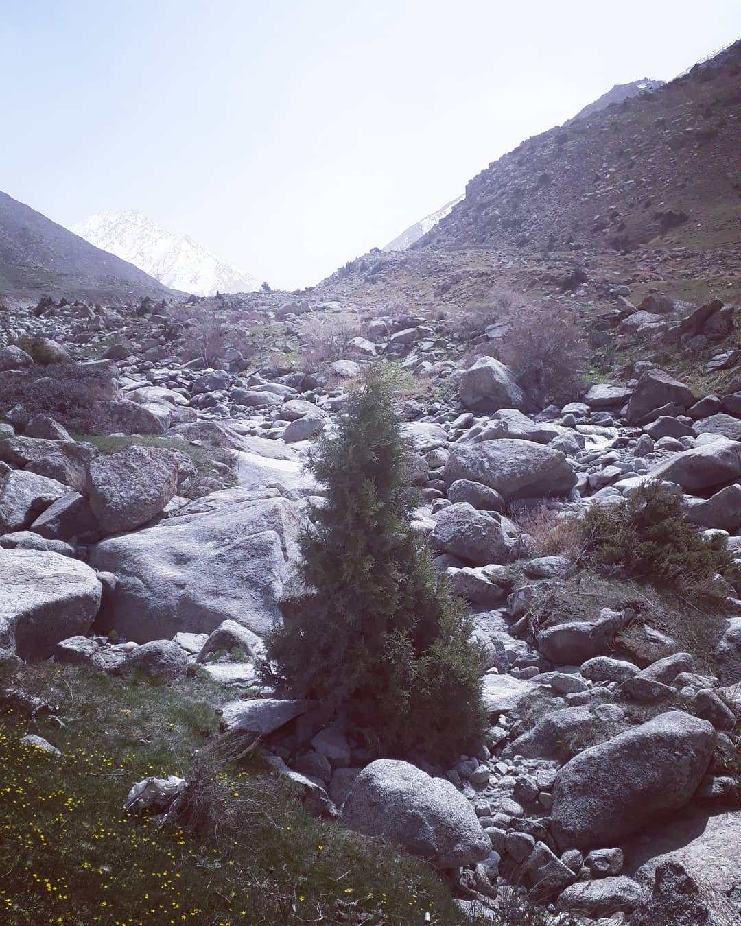 در آن نوبت که بندد دست نیلوفر به پای سرو کوهی دام تو را من چشم در راهم من از یادت نمی‌کاهم