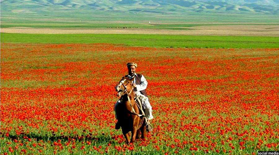 این بار غصه‌ها را از دوش خسته بردار... بیا که بوریم به مزار دشت شادیان ولایت بلخ را میگویند که دیدنی شده است. جشن گل سرخ و دیدن دشت‌ام آرزوست.