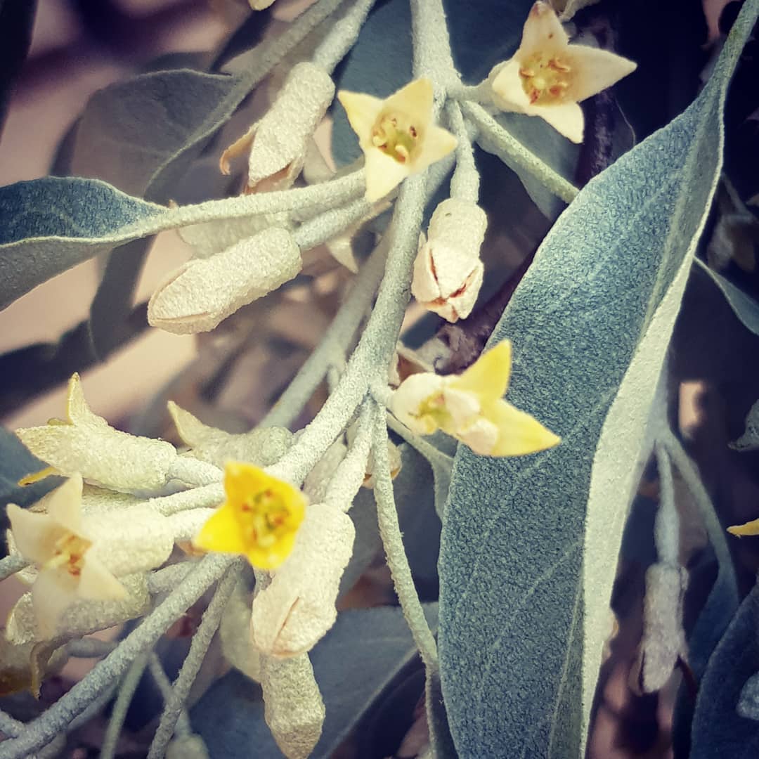 گلهای سنجد قشلاق، سخت خوشبوی است. دلم غمگین است بخاطر حادثه‌ی کابل.