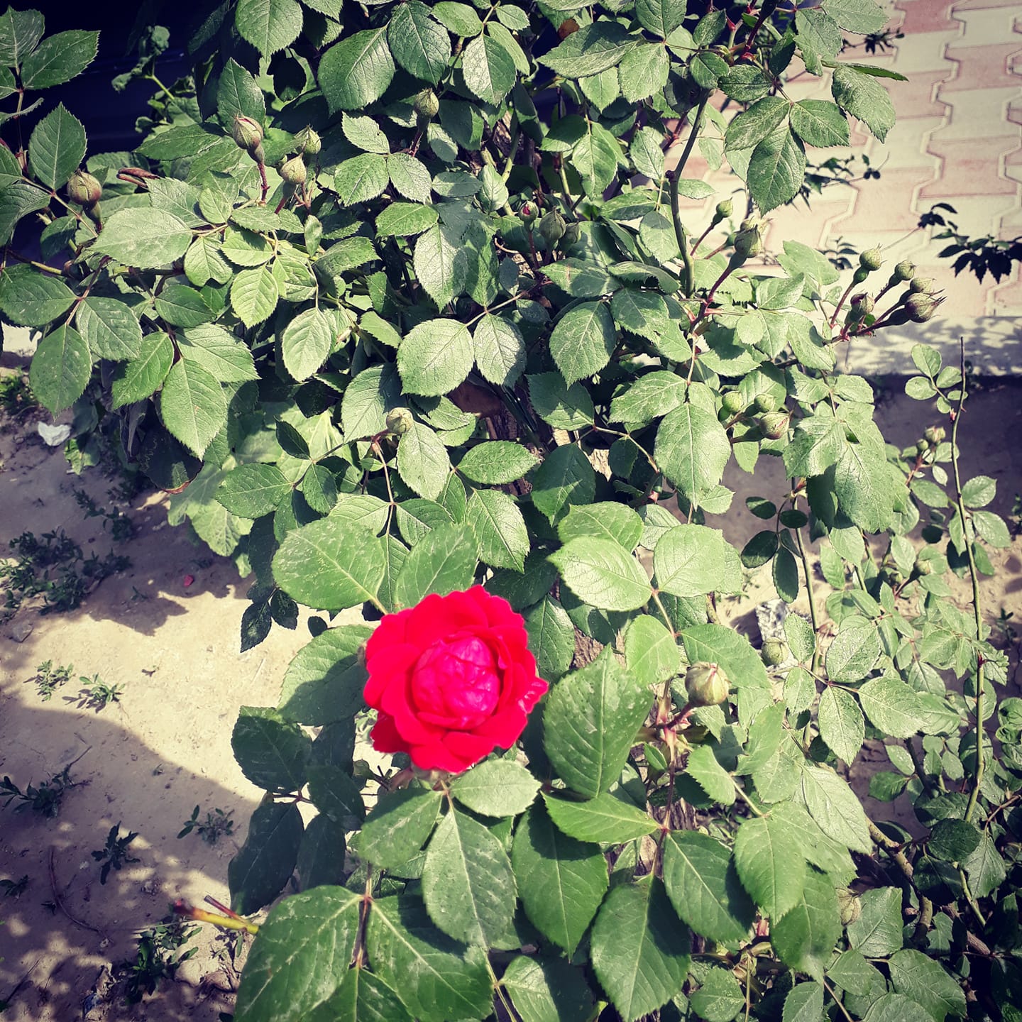 یکی قطره باران ز ابری چکید، قطره بارانم..