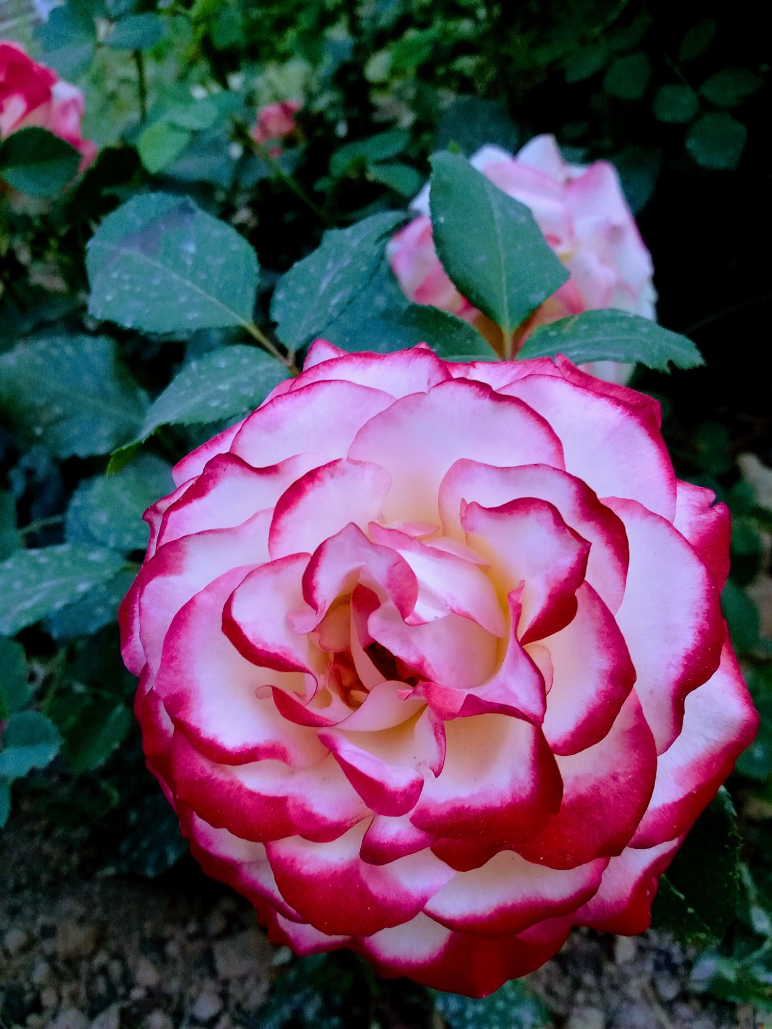 اگر ز کوی تو بویی به من رساند باد به مژده جان و جهان را، به باد خواهم داد دلم برای پدرم تنگ شده، مرد دهقانی که همیشه آستینهایش بَر زده بود و تنش بوی عرق می‌داد. مخصوصا وقتی در کودکی مرا تَرک موتور سیکلت‌ یاماهای سرخ رنگش می‌نشاند و به بیابانها و کشت زارهای گندم و پنبه و آفتابگردان و جواری و جارو میبرد تا حساب و کتاب کارگرها را در کتابچه ثبت کنم. کارگرهایی که اکثرا مهاجران افغان بودند که هر کدام به دلیلی ترک یار و دیار و آشیانه و کاشانه‌ی خود کرده بودند‌. با هر تحول و جنگی در وطن، موج های جدیدی از کارگرها وارد دیار غربت میشدند. یادم میآید یکی از کارگرها قصه میکرد که در افغانستان، راننده‌ی تانک بوده است. خط زیبایی هم داشت و چهره و قواره‌اش هم برخلاف محیط پر از خاک و گرد کار و کارگری همیشه مرتب و منظم بود. یکی دیگر تمام خانواده‌اش را از دست داده بود و یک روز سر کار، بی آنکه مزدش را بگیرد، بی خبر رفت و دیگر خبری ازش نشد. مهاجرت و آوارگی، دردی است بی درمان. سنگی سنگین در قلب و خاری در چشم است. دردهای ما تمامی ندارد. من در وطن خود هم احساس آدم بودن نمیکنم. کسی به فکر کوچ کفترها نیست. دلم برای پدرم تنگ شده، همین.