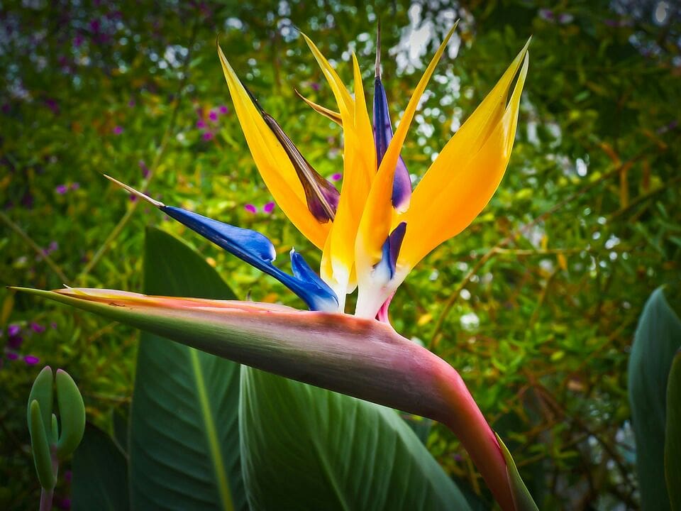 نام این گل، پرنده‌ی بهشتی است. strelitzia، Bird of paradise flower تقدیم به دوست خوبم @[100004162204664:2048:Habib Jawid]