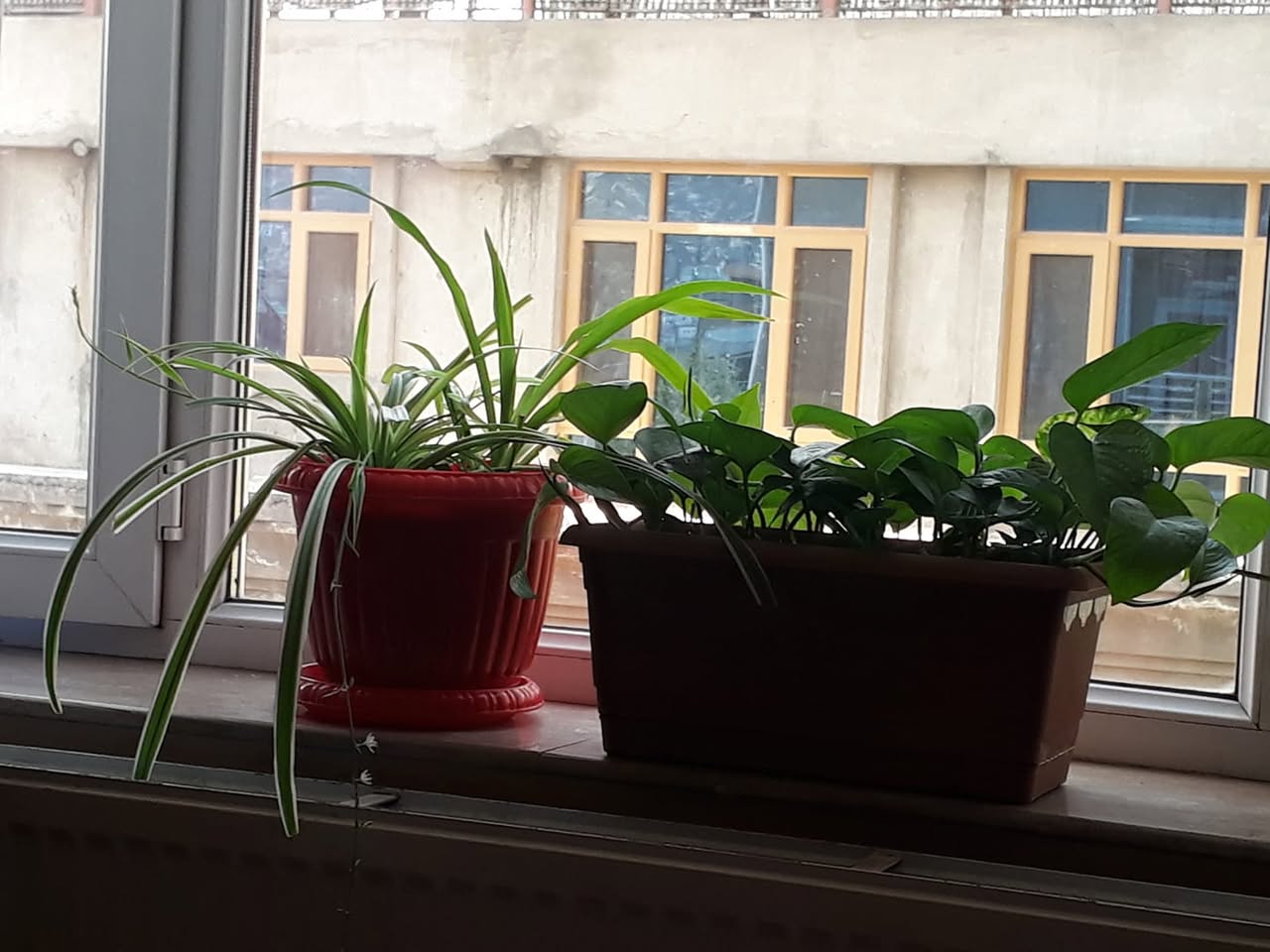 اولین علت مرگ گیاهان، آبیاری اشتباه و مخصوصا زیاده روی در آبیاری است.