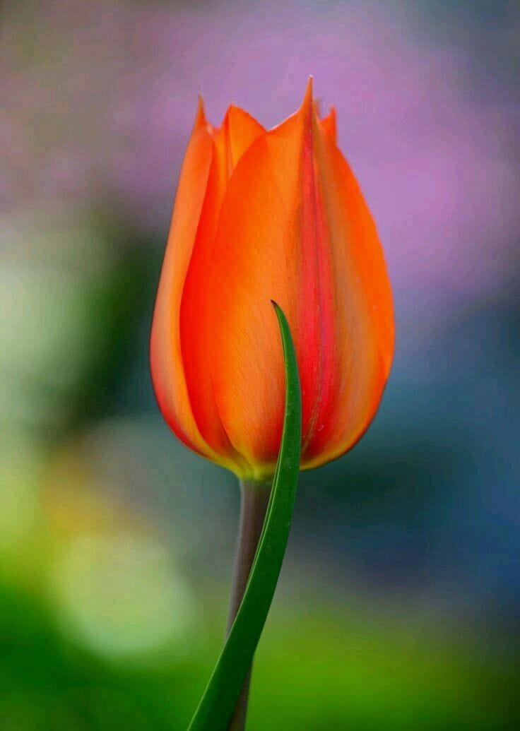 صبح بخیر افغانستان Good morning Afghanistan
