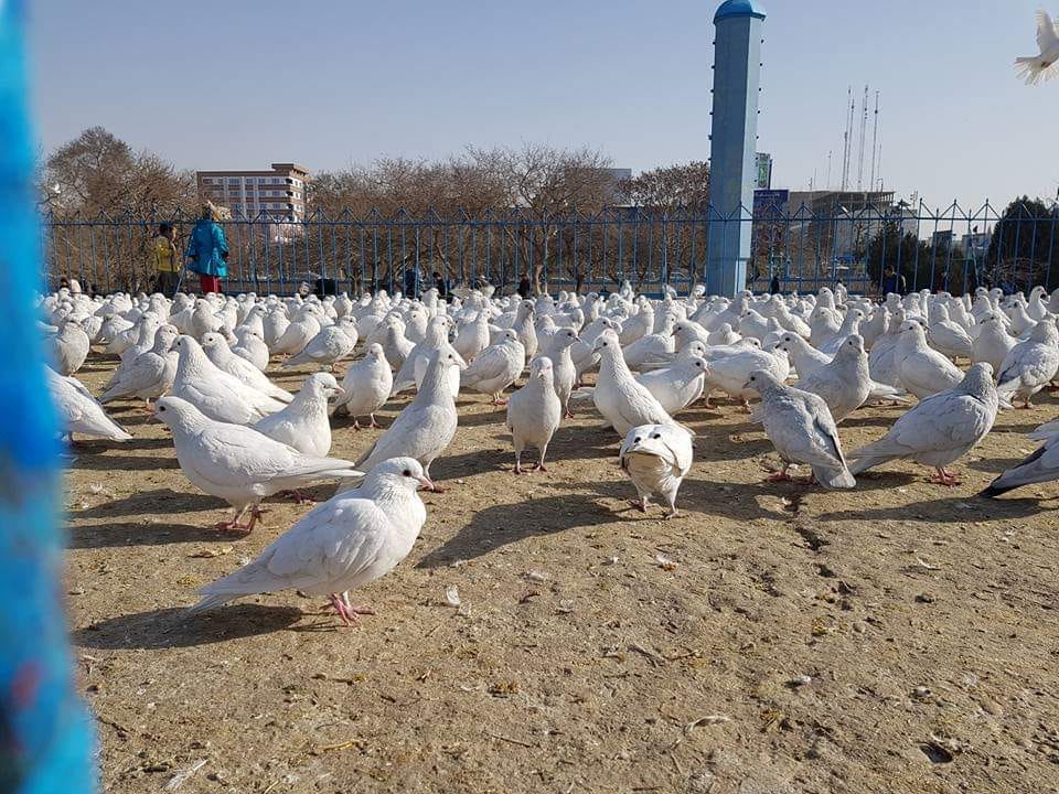 Good morning Afghanistan صبح بخیر افغانستان