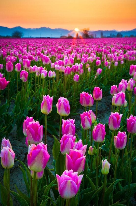 پلک بگشا نازنینم صبح زیبایت بخیر دلربا و بهترینم! صبح زیبایت بخیر Good morning Afghanistan