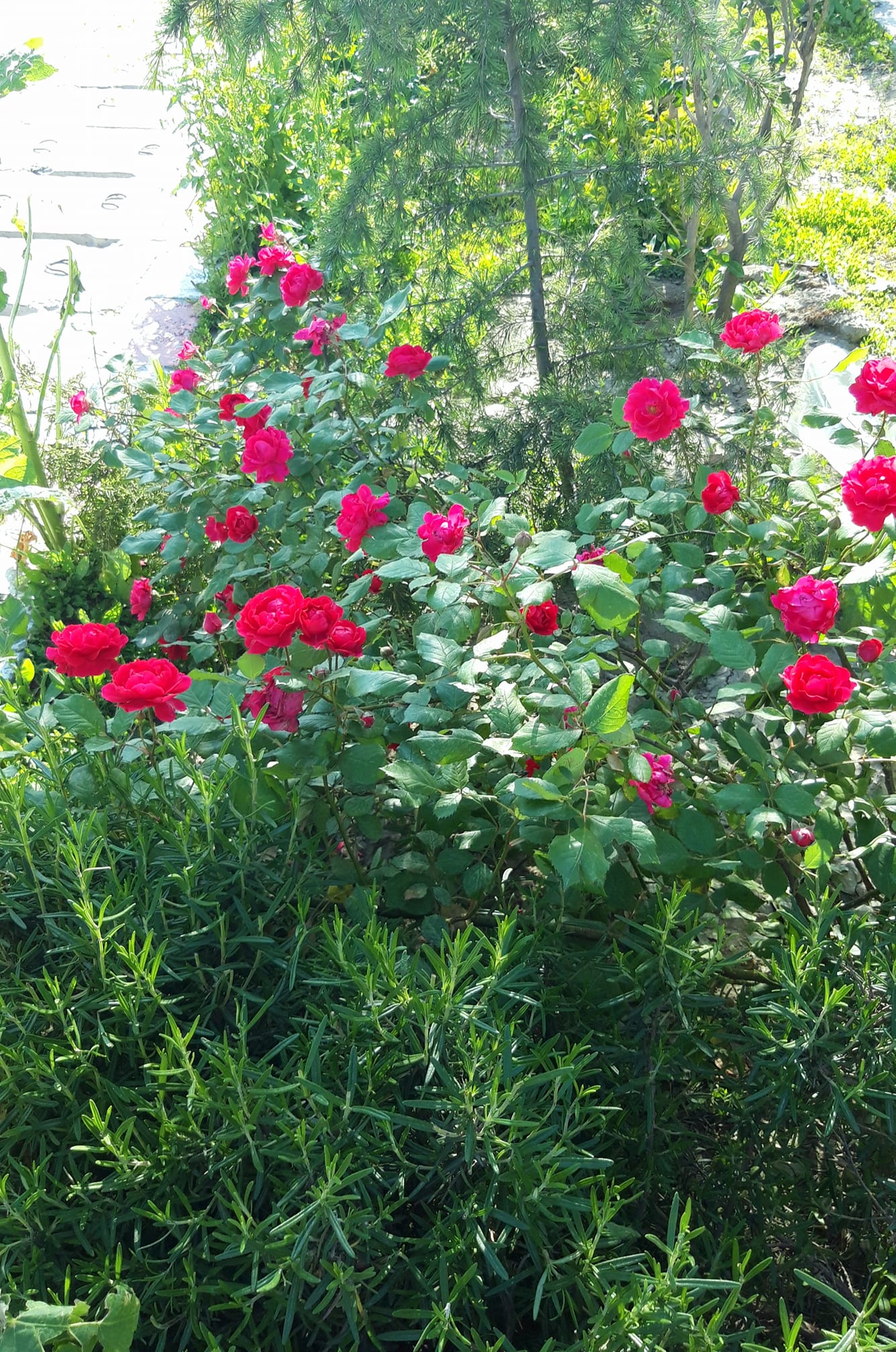 این همه آشفته حالی این همه نازک خیالی ای به دوش افکنده گیسو از تو دارم، از تو دارم