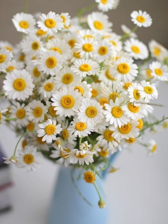 Good morning Afghanistan صبح بخیر افغانستان گل بابونه شنیدین؟ همین گل است. chamomile