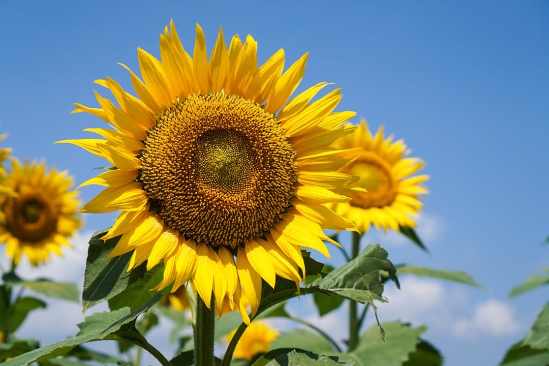 Good morning Afghanistan صبح بخیر افغانستان گل آفتابگردان sunflower