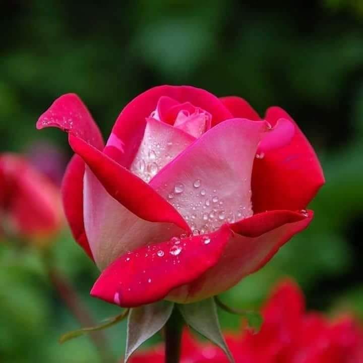 Good morning Afghanistan صبح بخیر افغانستان