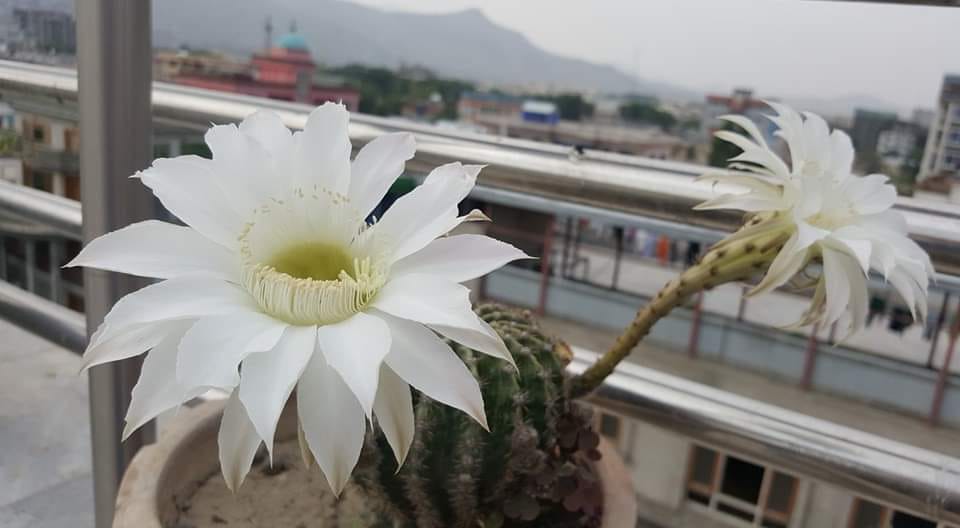 Good morning Afghanistan صبح بخیر افغانستان