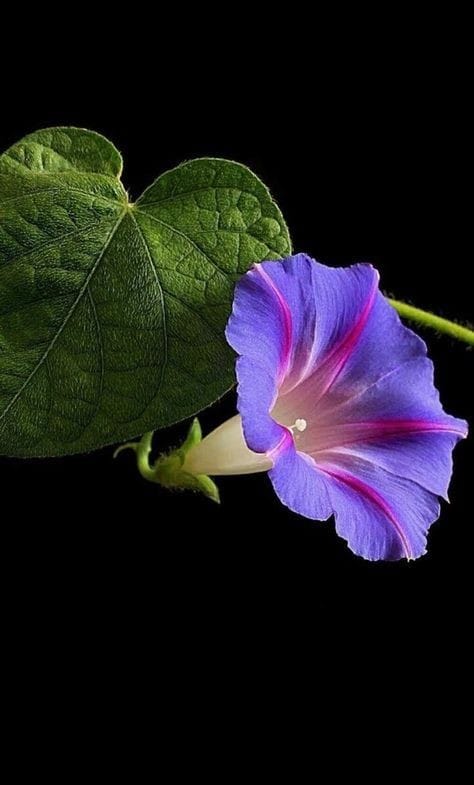 Good morning Afghanistan صبح‌ات بخیر عزیزم (با صدای معین)