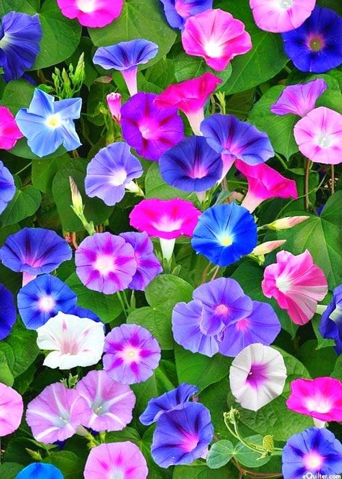 Good morning Afghanistan صبح بخیر وطندار