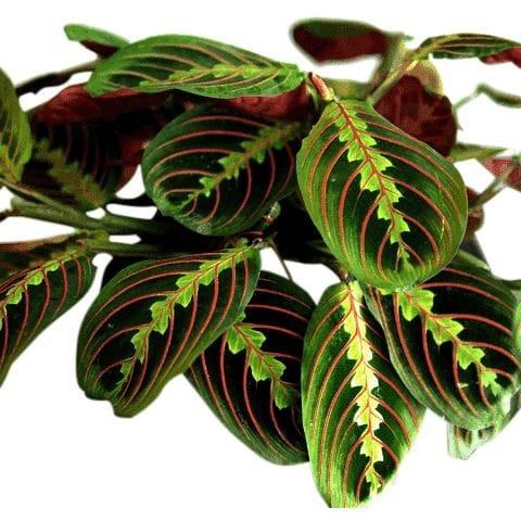 Good morning Afghanistan صبح بخیر افغانستان #Maranta