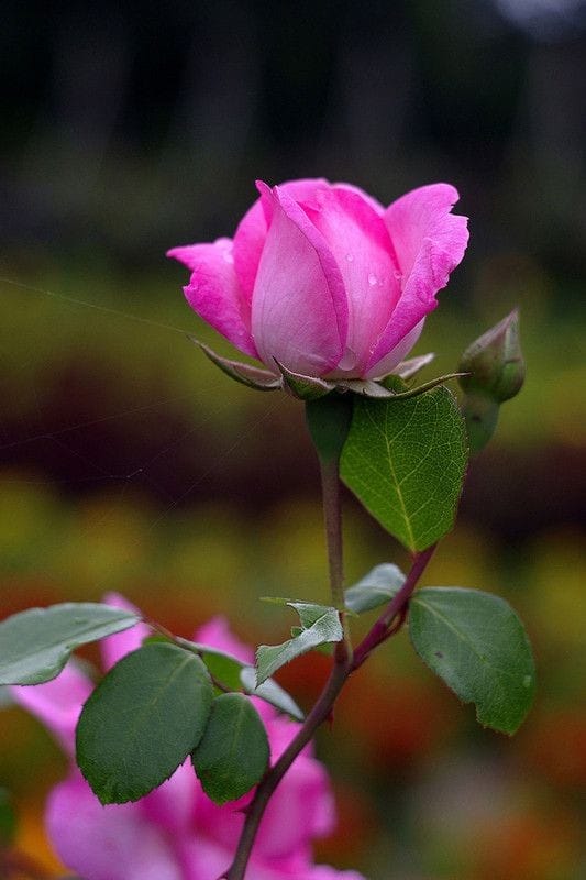 آن فرو ريخته گل‌های پريشان در باد كز می جامِ شهادت همه مدهوشان‌اند، نام‌شان زمزمه‌ی نيمه‌شبِ مستان باد! تا نگويند كه از ياد فراموشان‌اند. پ.ن : از صبر و حوصله مندی و بردباری هموطنان‌ در این ده دوازده روز محرم، واقعا سپاسگزارم. خداوند عاقبت همه ما را خودش ختم به به خیر کند.