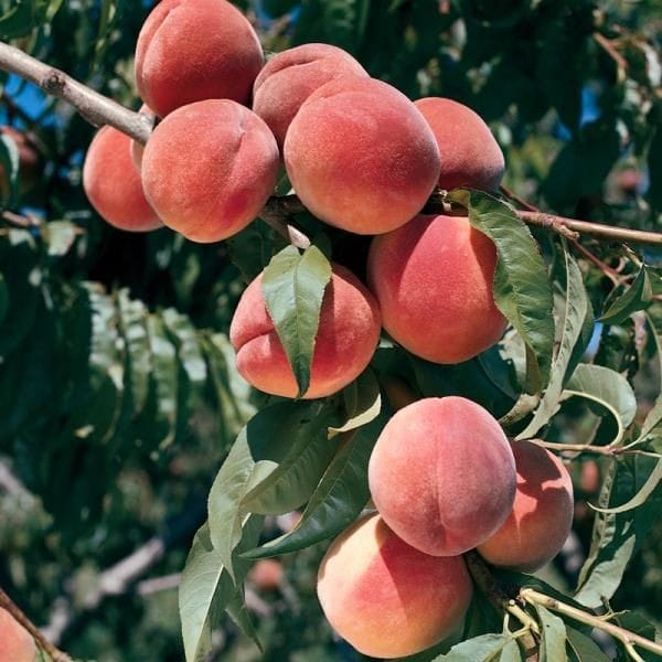 Good morning Afghanistan صبح بخیر افغانستان