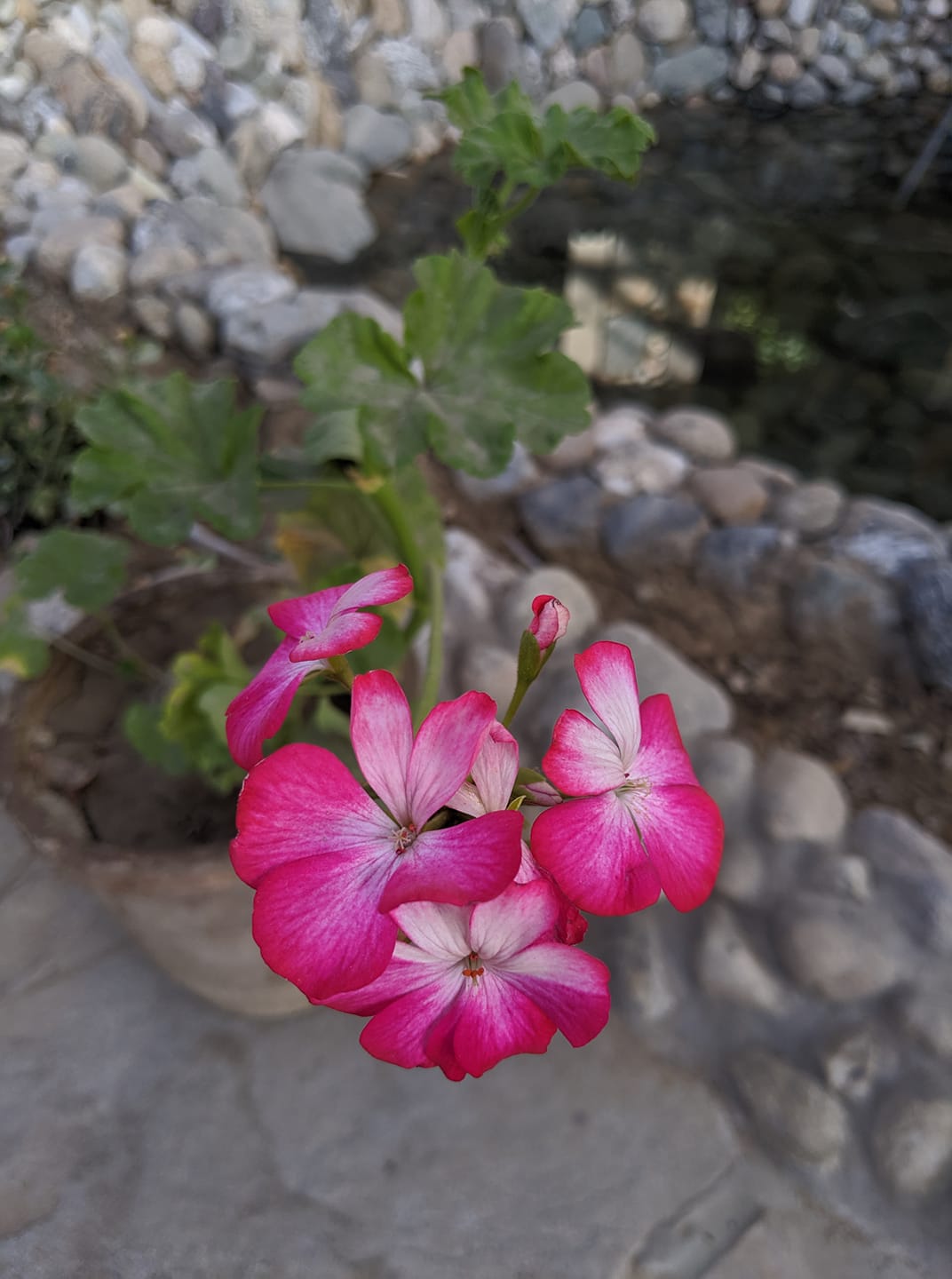 Good morning Afghanistan صبح بخیر افغانستان the art café. kabul. share naw