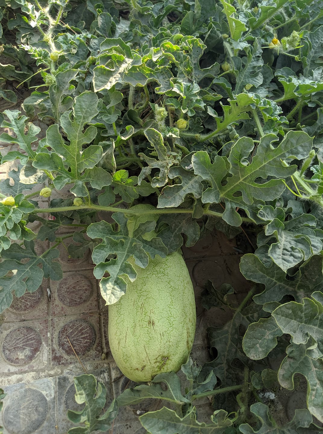 Good morning Afghanistan صبح بخیر افغانستان