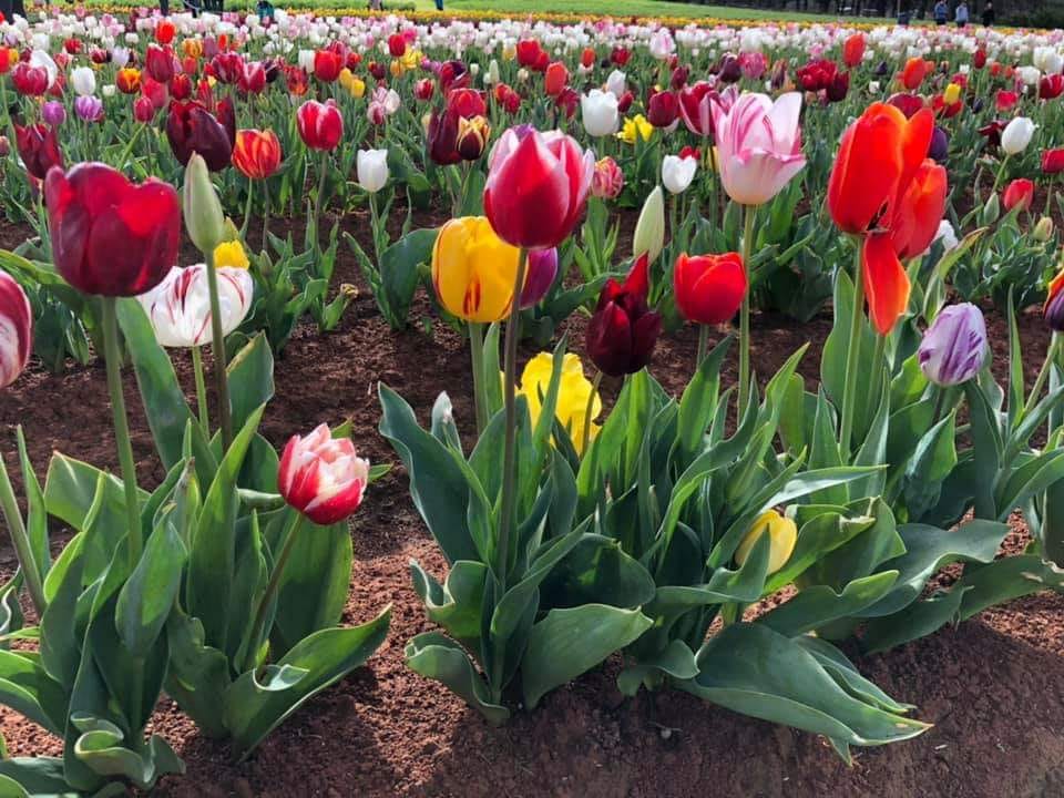 Good Morning Afghanistan صبح بخیر افغانستان باغ لاله ها، بهار استرالیا،