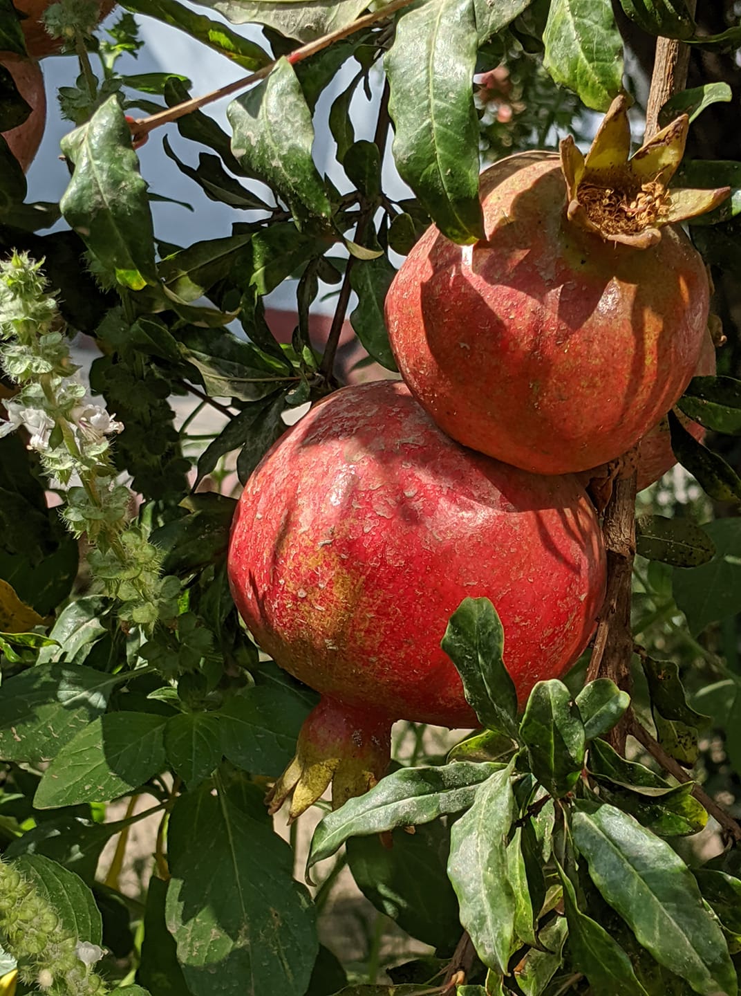 Good morning Afghanistan صبح بخیر افغانستان