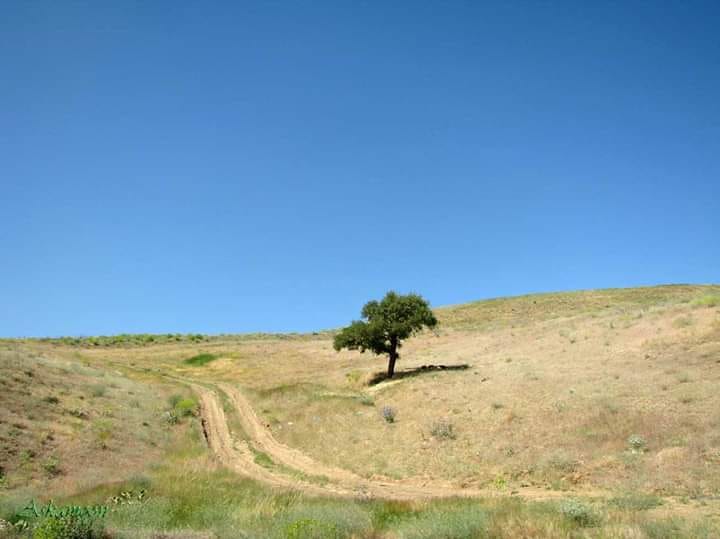 Good morning Afghanistan صبح بخیر افغانستان