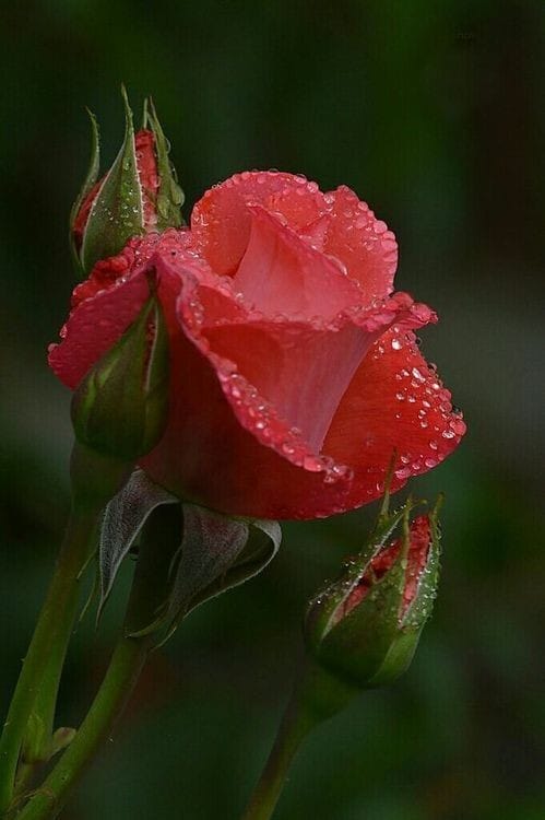 Good morning Afghanistan صبح بخیر افغانستان