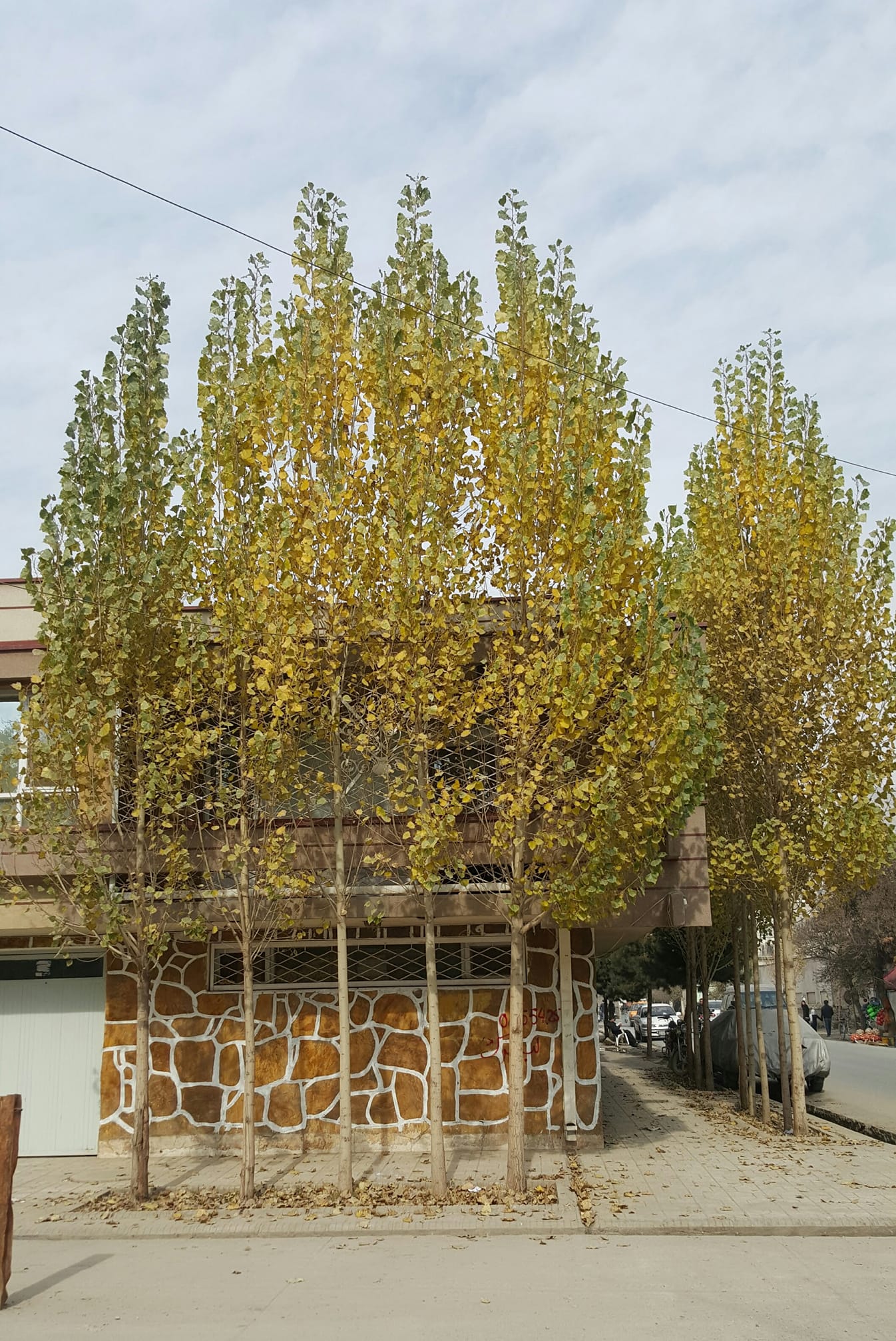 Good morning Afghanistan صبح بخیر افغانستان