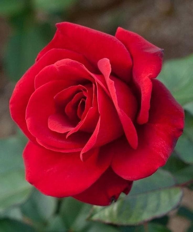 Happy birthday to you