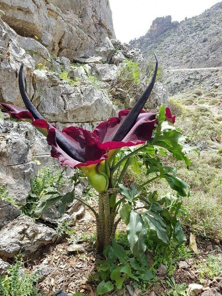 Good morning Afghanistan صبح بخیر افغانستان #Dragon_flower