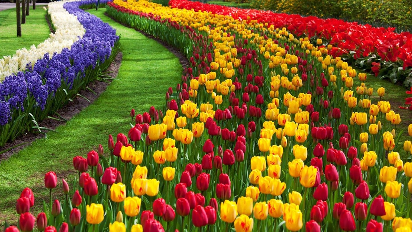 Good morning Afghanistan صبح بخیر افغانستان قطره قطره دریا میشه. میخوایم در کابل یک باغ گل لاله جور کنیم. هر کس از هر جای دنیا که میتواند برای افغانستان یک پاکت پیاز گل لاله روان کند. به این آدرس P.O.Box: 1307 central office post, Kabul Afghanistan نوت: آدرس پستی اعتباری است‌. سه سال است کار گرفتیم و رضایت داریم. جدیدا وقتی کدام بسته دریافت میکنیم ایمیل می‌آید و زنگ می‌زنند.