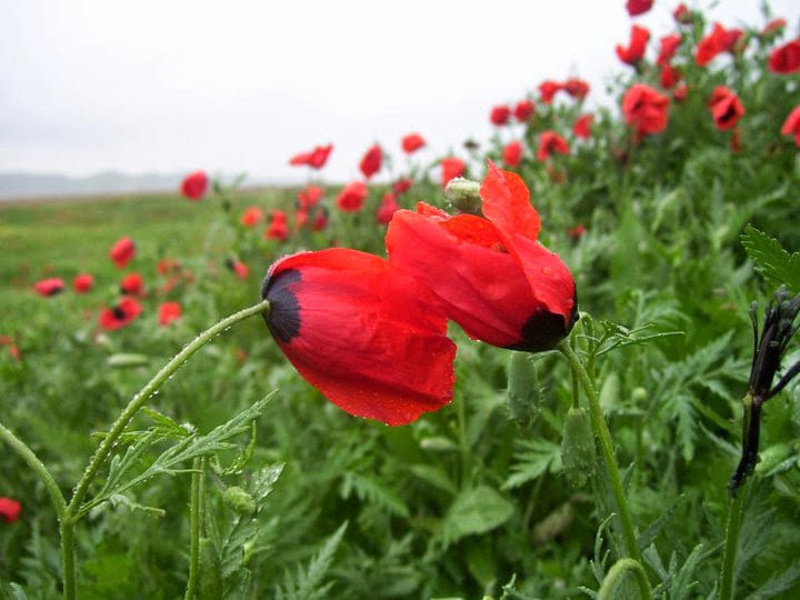 Good morning Afghanistan صبح بخیر افغانستان این عکس، این تصویر و این فضا، برای من چون تولد دوباره بوده است، بلکه عزیزتر از عمر دوباره. این عکس رسیدن و پیوستن و نقطه‌ای تلاقی دو روحِ سرگردانِ سرگردانِ سرگردان بوده است. شبیه تابلوی آفرینش که پروردگار میخواهد دست بشر را بگیرد. سر به روی شانه‌های مهربانت می‌گذارم.. از غم نامردمی‌ها. در نهایت اندوه و در نهایت شب، چراغ که خوب است، حتی یک نگاه عاشقانه و یک صدای مهربان، میتواند التیام بخش باشد. یادت است گفتم : انگلیسی من خوب نیست، اما من زبان گلها و گیاهان را می‌فهمم. تو خندیدی و گفتی پیدا کن یک گل عاشق را. و ما با هم عاشق ترین گل جهان را یافتیم. من زبان گلها را بلد بودم و با تو زبان عاشقانه‌ی آفرینش را هم فهمیدم. طعم گوارای محبت بی دریغ و دوست داشتن بی‌انتها و لمس تپش های قلب گرم و سرخ یک انسان را. افغانستان تنها وطن نیست، محل تولد خوبیها و زیباییهای زندگی‌ام است. و من با تو جز زیبایی در این وطن، هیچ ندیدم. مرا به خانه‌ام ببر، اگر چه خانه، خانه نیست..‌‌.
