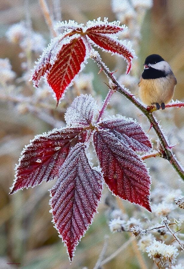 Good morning Afghanistan صبح بخیر افغانستان سلام من به غنچه‌ای که صبحدم، به خنده باز می‌شود، سلام من به هر چه و به هر کسی که با سحر، تمام جسم و جان او پر از نماز می‌شود.
