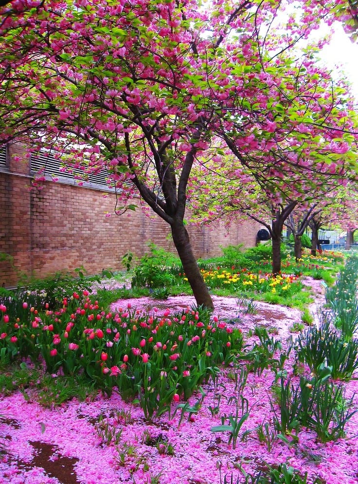 Good morning Afghanistan صبح بخیر افغانستان گلریزِ ریزه‌گل