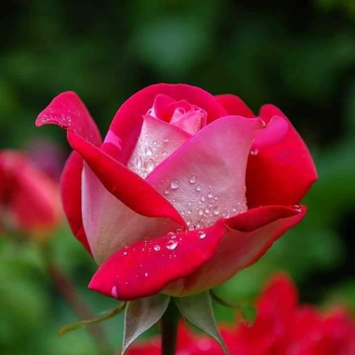 Good morning Afghanistan صبح بخیر افغانستان اگر خانواده‌اى داریم كه به ما عشق می‌ورزند، چند دوست خوب، لقمه نانی در دسترخوان و سقفى بالاى سرمان، از چيزی كه فكر می‌كنیم خيلى ثروتمندتر استیم. امروز و هر روز برای همدیگر پناه و تکیه گاه باشیم. دوستتان دارم.