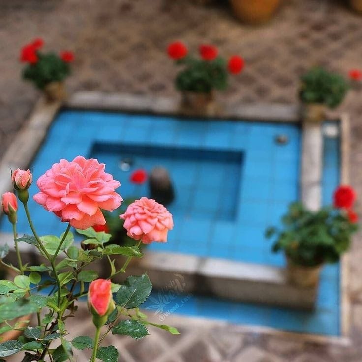 Good morning Afghanistan صبح بخیر افغانستان در خانه‌‌ی همسایه‌ی ما شاخ گلی هست تا غنچه‌ی نازش به نیاز که بخندد وحشی است بدان گونه که تا بنگری از دور در خانه رود زود و در خانه ببندد چون من که به خود بینم و خود را نپسندم او نیز به ما بیند و ما را نپسندد هان ای دل پوسیده‌ی من عبرت‌اش آموز سیبی که نچینند به هنگام، بگندد اَلمومنُ اِذا وَعَد، وَفی. بهار، بی بوس و کنار، خوش نباشد. رد کن بیاد.